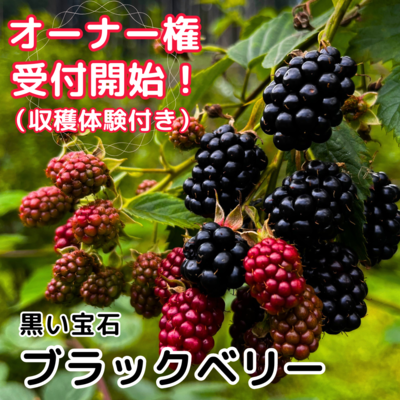 ブラックベリージャム | 詩の国商店